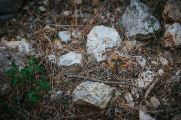 A close-up of a land crab on rocky terrain with dry grass and natural textures. Soft daylight highlights details and habitat for a warm, organic feel.