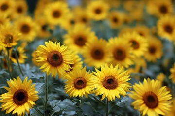 Obraz premium Yellow Sunflowers in Full Bloom Field with Soft Focus and Green Foliage