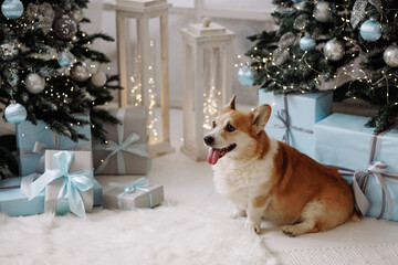 Adult corgi dog sitting on white floor, looking away, surrounded by Christmas trees, blue gifts and lights in a bright room. Useful for holiday, pet care, winter themes. 