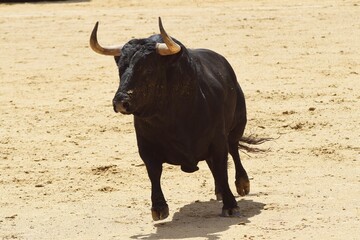 toro bravo en el campo