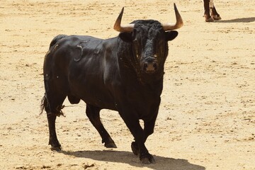 toro bravo en el campo