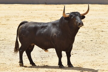 toro bravo en el campo