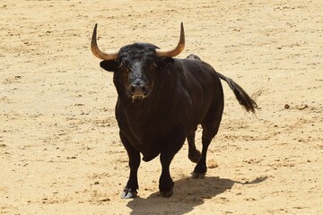 toro bravo en el campo