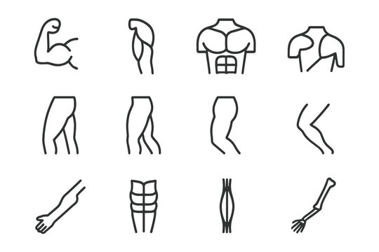 Muscle Anatomy Icons. Muscle anatomy study. Line icon set of muscle anatomy study: biceps, triceps, deltoid, pectoral, quadriceps, hamstring, calf muscle,