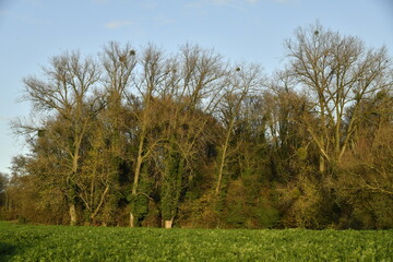 Fototapeta premium La forêt en automne au bout d'un champ sous un ciel bleu à Marche-Lez-Écaussinnes (Soignies)