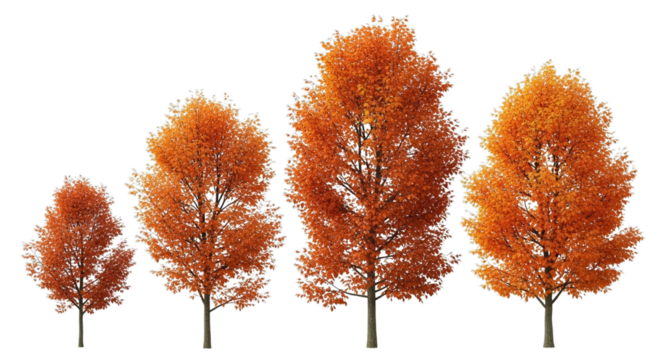 Vibrant autumn trees in golden hues create stunning seasonal landscape design element