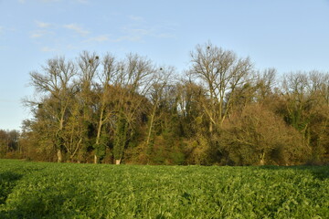 La forêt en automne au bout d'un champ sous un ciel bleu à Marche-Lez-Écaussinnes (Soignies)
