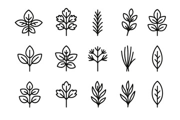 Culinary Herb Icons. Culinary Herbs. Line icon set of Culinary Herbs: basil, parsley, rosemary, thyme, sage, mint, dill, chives, oregano, coriander, tarragon,