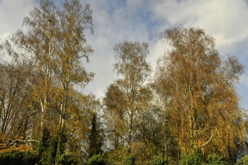 Fototapeta premium La forêt en automne sous le soleil et nuages à Écaussinnes-d'Enghien (Soignies)