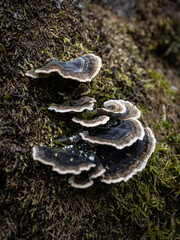 Fototapeta premium Trametes versicolor on old wooden ground