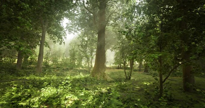 Bright morning light filters through the dense canopy of a vibrant forest. The ground is covered with a rich layer of green foliage and various plants, creating a serene and tranquil atmosphere.