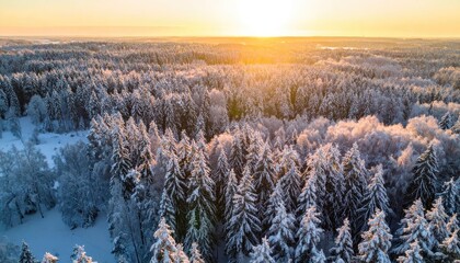 Aerial view of a vast, snow-covered forest during a golden sunrise