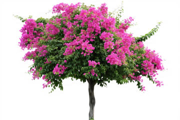 Vibrant Pink Bougainvillea Tree Isolated on Background pink flowers green leaves isolated on a transparent background
