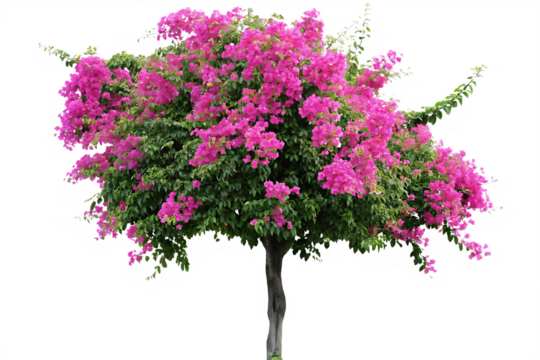 Vibrant Pink Bougainvillea Tree Isolated on Background pink flowers green leaves isolated on a transparent background