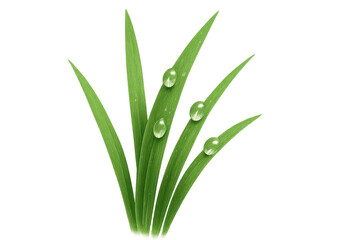 Obraz premium Green grass blades with water drops and morning dew, transparent background, fresh nature growing