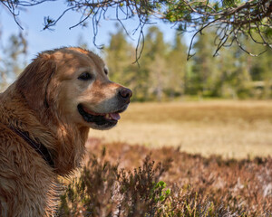  Joyful Golden Retriever Puppy Basking in Scenic Norwegian Woodland After Hiking Trip