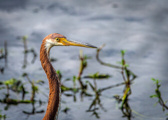 Tricolored Heron in Clearcreek along the Shadow Creek Ranch Nature Trail; In Pearland Texas