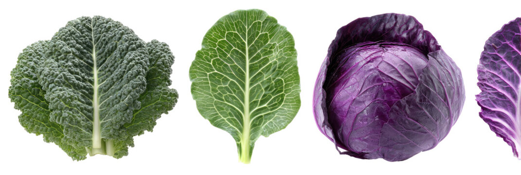 Close-up view of three types of cabbage leaves, showing variation in color and texture
