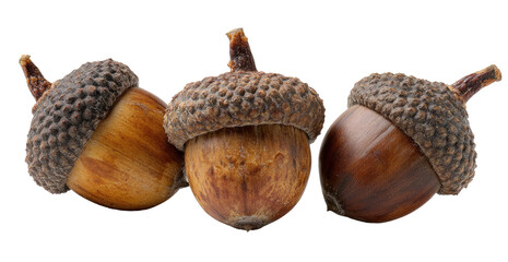 Three acorns arranged in a horizontal row.  Close-up view of their rough, textured caps and light brown to dark brown husks.  Each acorn has a small stem.  Isolated on a black background