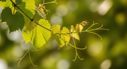 Fototapeta premium Close-up of young grape leaves and tendrils in sunlight
