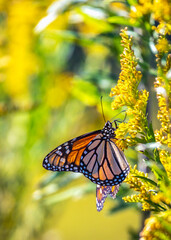 Monarch Butterfly on Tall Goldenrod along the Shadow Creek Ranch Nature Trail in Pearland, Texas