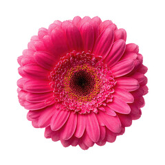 Close-up of a vibrant pink gerbera daisy