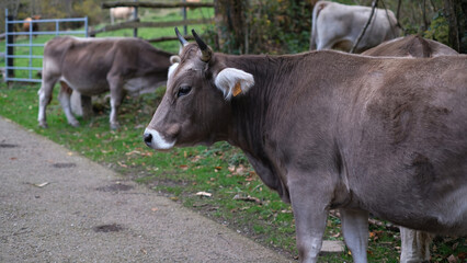 Close-up portrait of a beautiful brown cow standing on a rural dirt road with other cattle visible in the background. 
