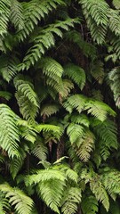 Fototapeta premium green fern leaves