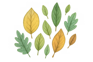 Watercolor autumn fall leaves with green and yellow foliage illustrating nature background on transparent background