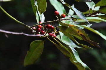Neolitsea sericea (Japanese Shirodamo) berries. Lauraceae evergreen dioecious tree. The berries take a year to ripen to red, and you can see the flowers and berries at the same time.