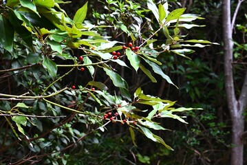 Neolitsea sericea (Japanese Shirodamo) berries. Lauraceae evergreen dioecious tree. The berries take a year to ripen to red, and you can see the flowers and berries at the same time.