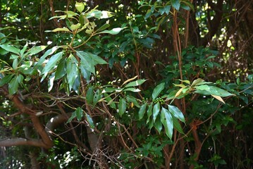 Neolitsea sericea (Japanese Shirodamo) berries. Lauraceae evergreen dioecious tree. The berries take a year to ripen to red, and you can see the flowers and berries at the same time.