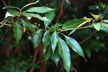 Neolitsea sericea (Japanese Shirodamo) berries. Lauraceae evergreen dioecious tree. The berries take a year to ripen to red, and you can see the flowers and berries at the same time.