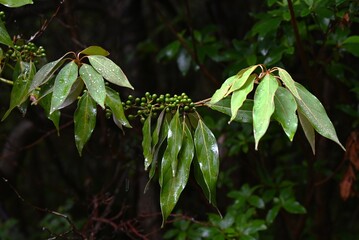 Neolitsea sericea (Japanese Shirodamo) berries. Lauraceae evergreen dioecious tree. The berries take a year to ripen to red, and you can see the flowers and berries at the same time.