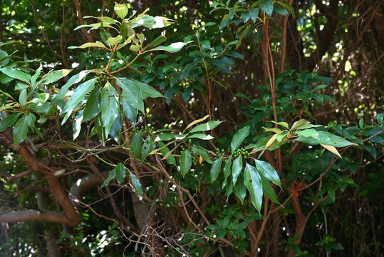 Neolitsea sericea (Japanese Shirodamo) berries. Lauraceae evergreen dioecious tree. The berries take a year to ripen to red, and you can see the flowers and berries at the same time.
