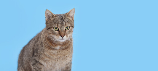 Domestic tabby cat sitting and looking forward on blue isolated background. Clear studio portrait for commercial projects, advertising, mockups and social media.