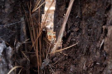tree bark