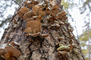 mushrooms on tree