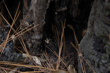 hollow of tree