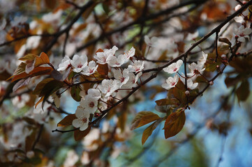 Spring flowering cherry tree branches. Closeup photo outdoors , selected focus. Spring, nature ,cherry blossom, seasonal landscape, natural environment.
