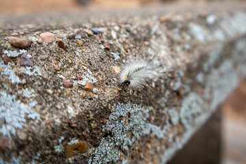 close up of bug