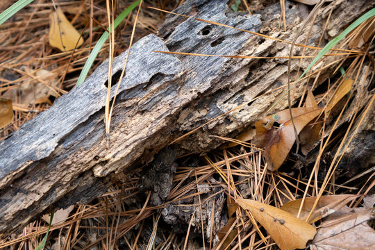 bark on ground
