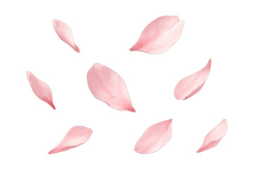 Pink cherry blossom petals gently falling in spring, creating a romantic and delicate seasonal background on a transparent canvas