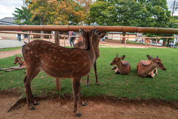 Sika deer rest and feed on grass by a bamboo rail as visitors walk past in Nara Park, Japan. Early autumn leaves and soft daylight set a calm public park scene.