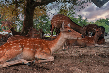 Sika deer rest under a spreading tree in Nara Park, Nara, Japan, their dappled coats lit by late afternoon light, close up view with autumn leaves and pastel light.