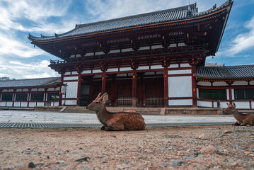Obraz premium Two sika deer lounge on a sandy forecourt before a vermilion temple gate in Nara, Japan. Wide low angle, soft daylight, deep eaves and white walls define the scene.