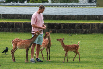A man in a pink T shirt feeds sika deer in Nara Park, Japan, as a black crow stands nearby....