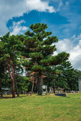 Tall Japanese pines with reddish trunks rise from a manicured lawn in Nara, Japan, midday light, visitors and low buildings present, clouds form over the scene.