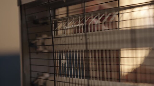 Close-up of person cleaning dead insect remains from electric insect killer grill with cotton swab, ensuring hygiene and maintenance for effective pest control, household care, slow motion.
