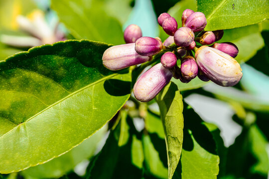 Front view, closeup of, a group of purple, lemon flower buds, surrounded by green leaves, on a tropical bush, under late morning sunlight - Powered by Adobe